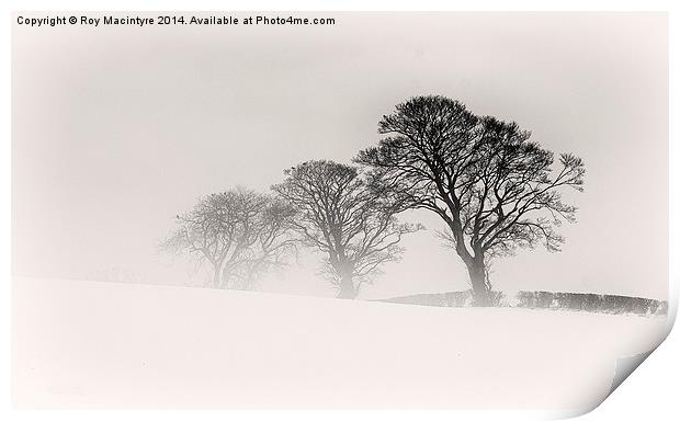  Winter Trees Print by Roy Macintyre