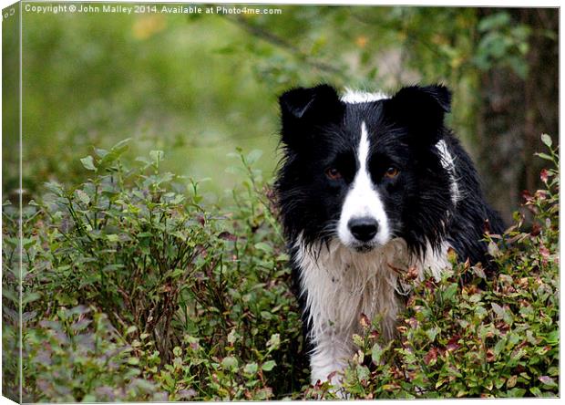 Giving the Border Collie Eye  Canvas Print by John Malley