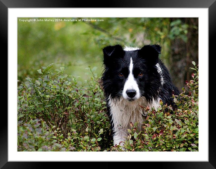 Giving the Border Collie Eye  Framed Mounted Print by John Malley