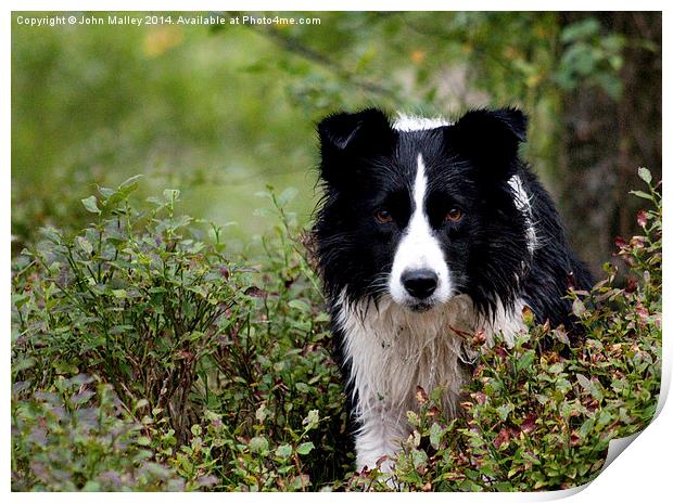 Giving the Border Collie Eye  Print by John Malley