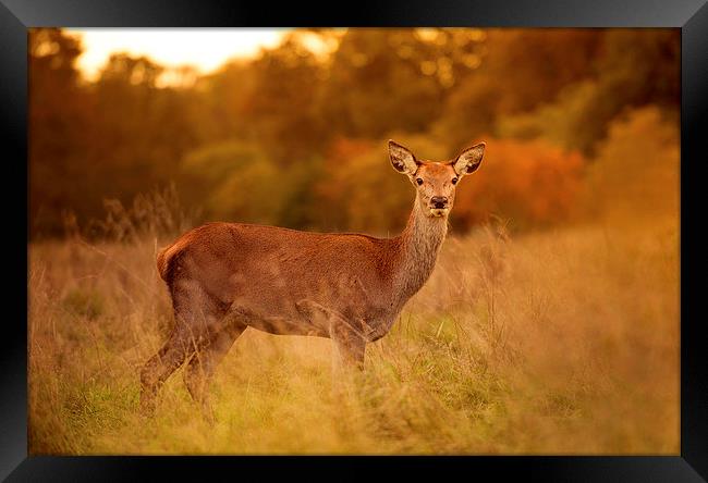  Red deer! Framed Print by Inguna Plume