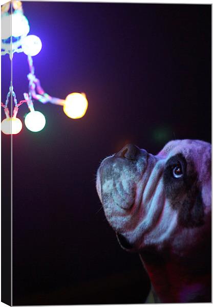  Dog with Christmas lights Canvas Print by Alexander Roscow