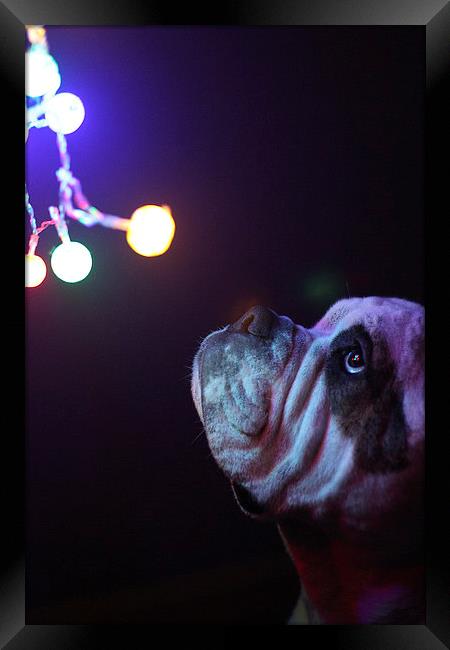  Dog with Christmas lights Framed Print by Alexander Roscow