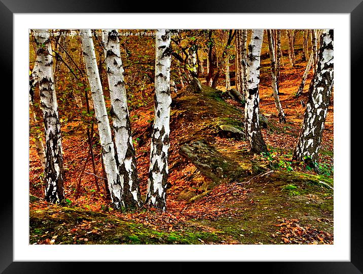  Silver BIrch Trees Framed Mounted Print by Martyn Arnold