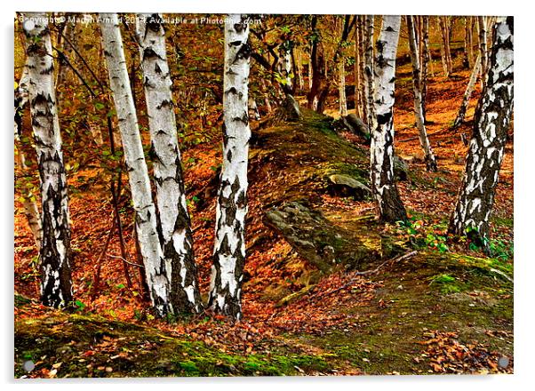  Silver BIrch Trees Acrylic by Martyn Arnold