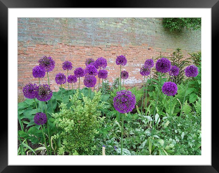  Summer Alliums Framed Mounted Print by Paul Collis