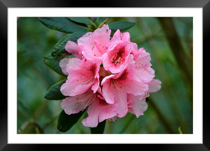  Pink Rhododendron Framed Mounted Print by Paul Collis