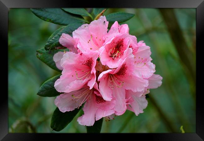  Pink Rhododendron Framed Print by Paul Collis