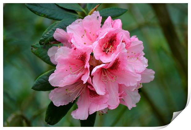  Pink Rhododendron Print by Paul Collis