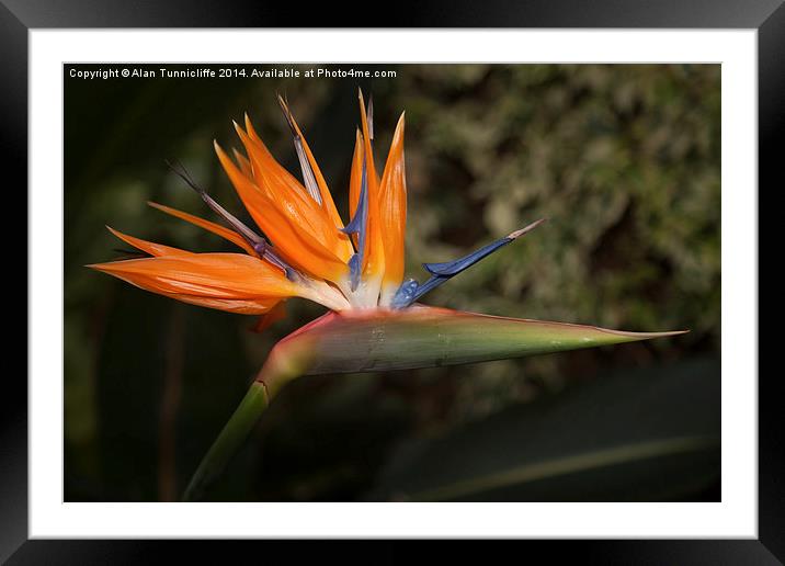 Bird of paradise plant  Framed Mounted Print by Alan Tunnicliffe