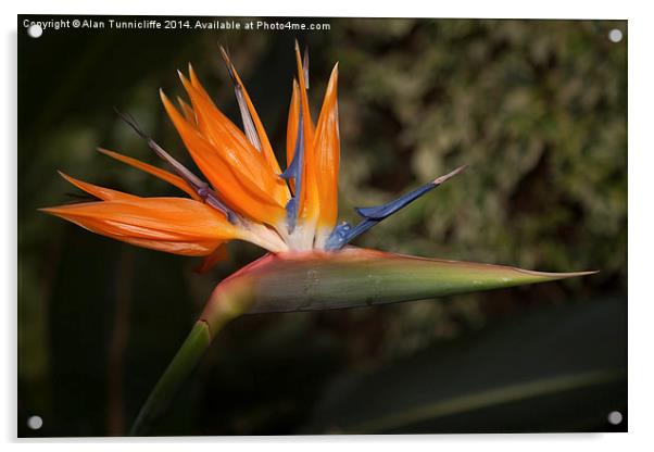 Bird of paradise plant  Acrylic by Alan Tunnicliffe