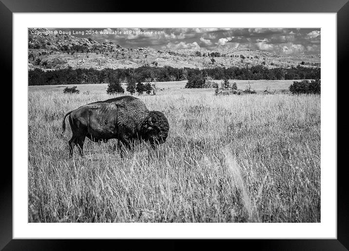 American Bison Framed Mounted Print by Doug Long