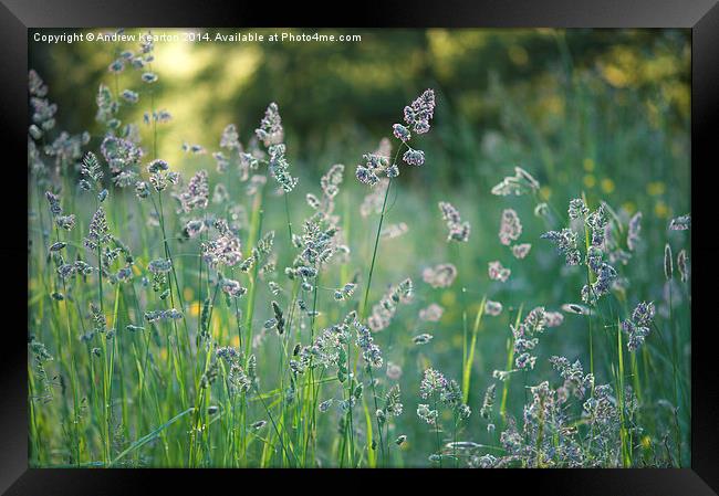  Mid summer meadow grasses Framed Print by Andrew Kearton