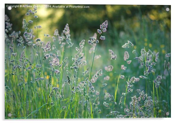 Mid summer meadow grasses Acrylic by Andrew Kearton