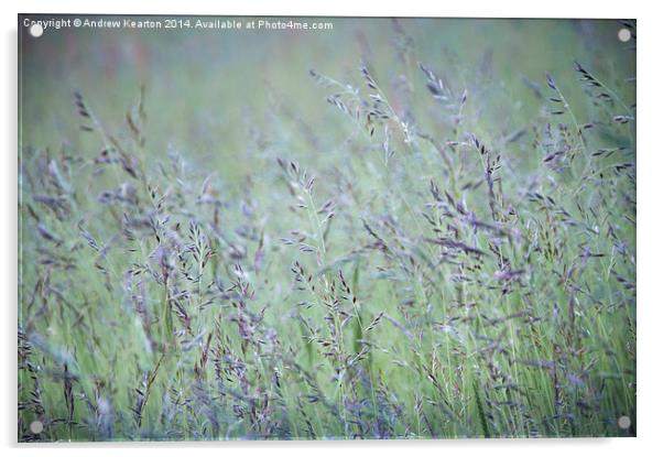 Summer meadow grasses Acrylic by Andrew Kearton