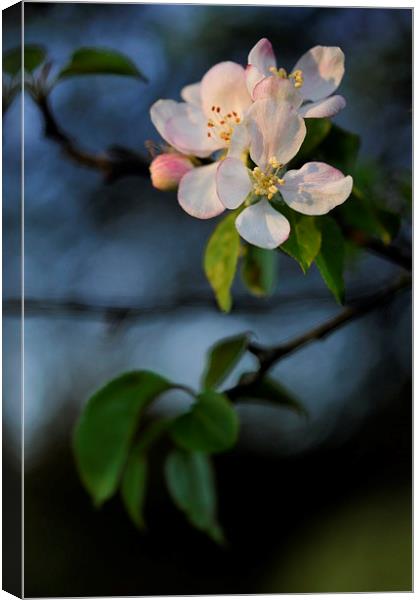  Apple blossom in spring sunlight Canvas Print by Andrew Kearton