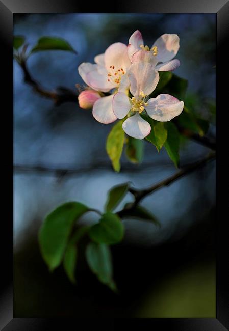 Apple blossom in spring sunlight Framed Print by Andrew Kearton
