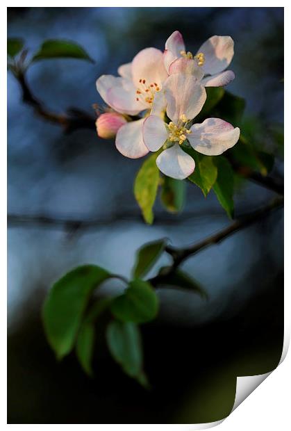  Apple blossom in spring sunlight Print by Andrew Kearton