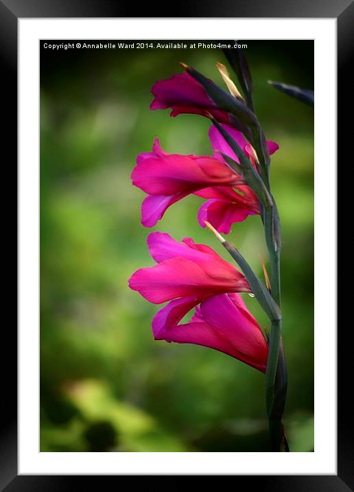  Wild Pink Gladioli. Framed Mounted Print by Annabelle Ward