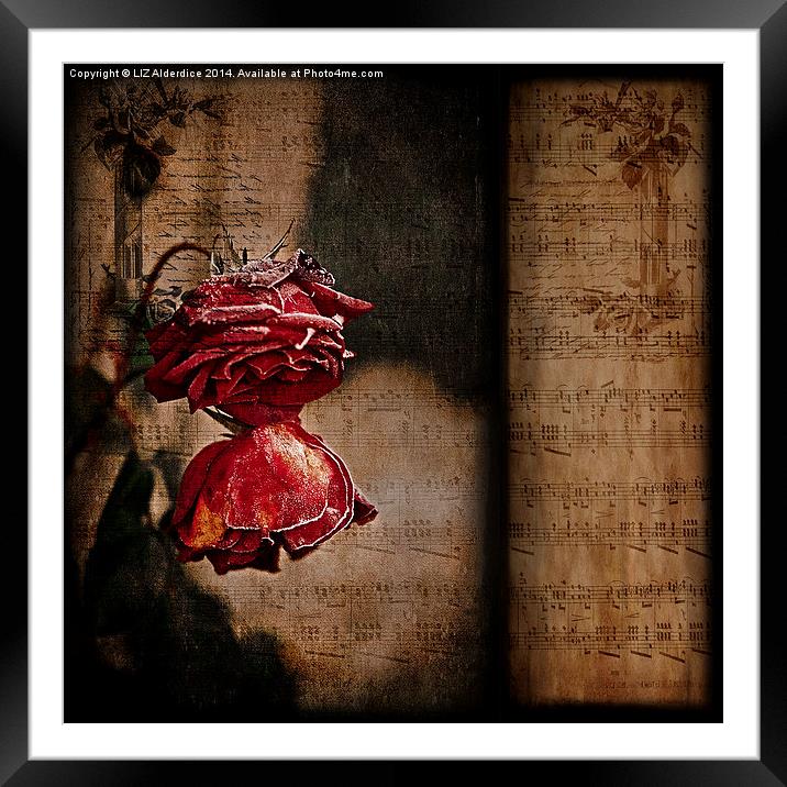  Winter Roses Framed Mounted Print by LIZ Alderdice