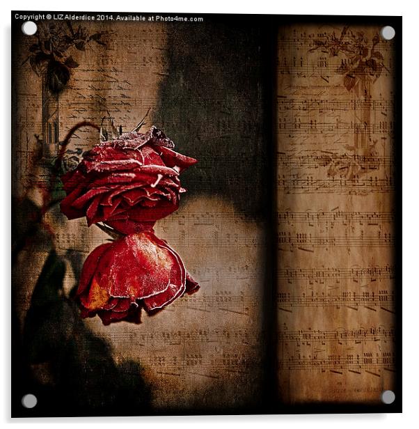  Winter Roses Acrylic by LIZ Alderdice