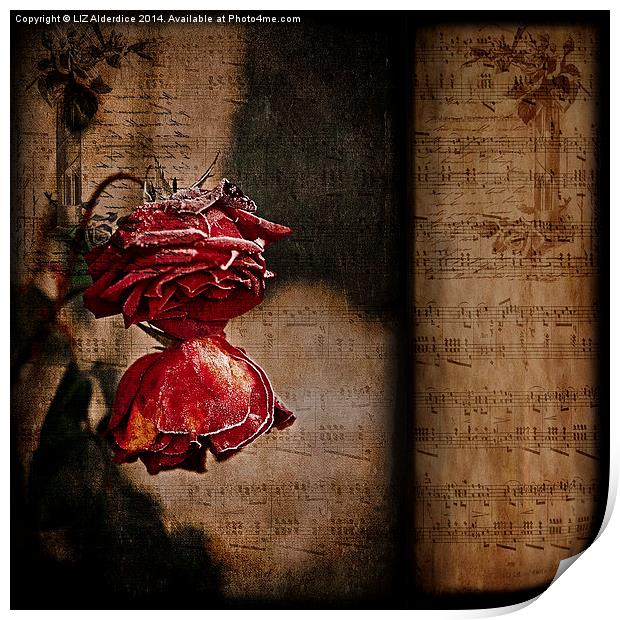  Winter Roses Print by LIZ Alderdice