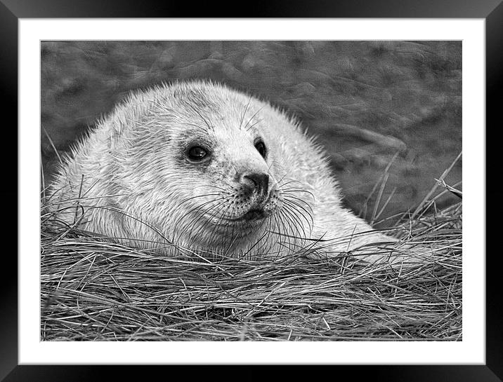  The Look Framed Mounted Print by Val Saxby LRPS