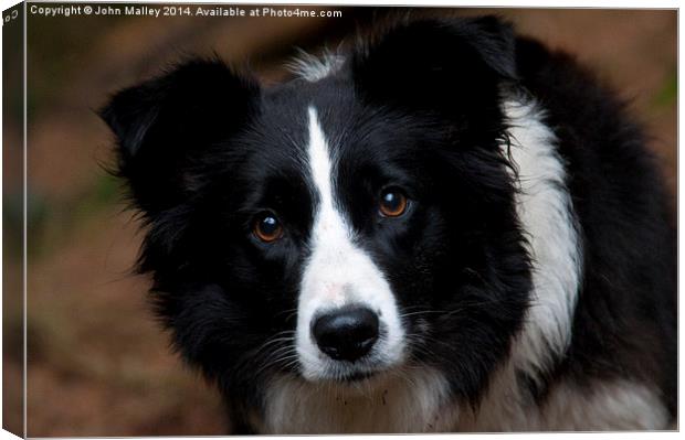  A Border Collie called Mist Canvas Print by John Malley