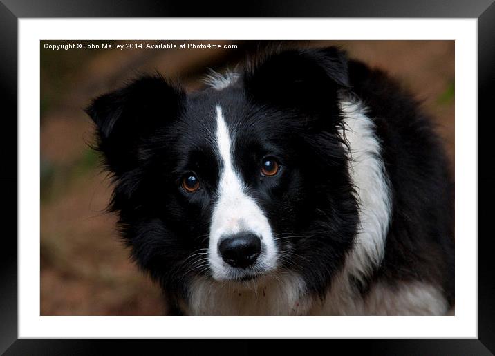  A Border Collie called Mist Framed Mounted Print by John Malley