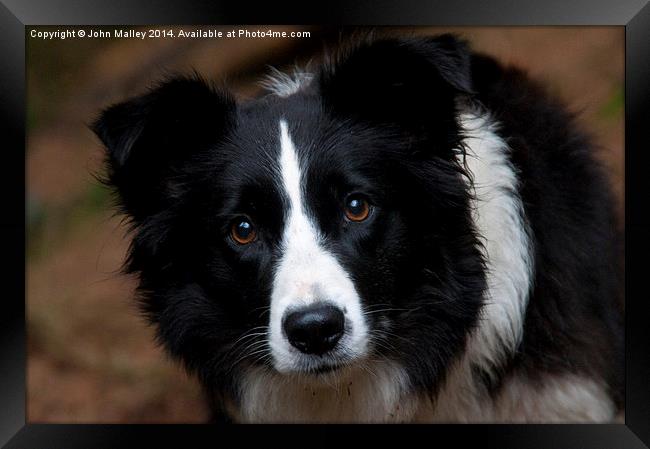  A Border Collie called Mist Framed Print by John Malley