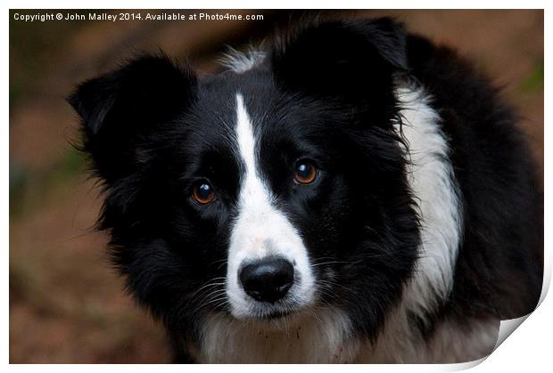  A Border Collie called Mist Print by John Malley