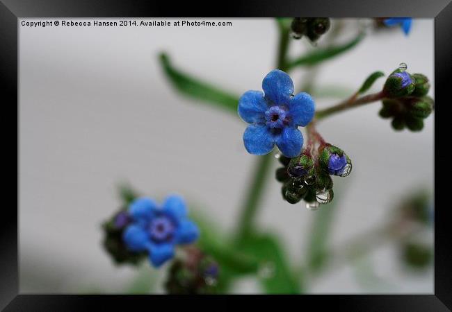  Forget Me Not Framed Print by Rebecca Hansen