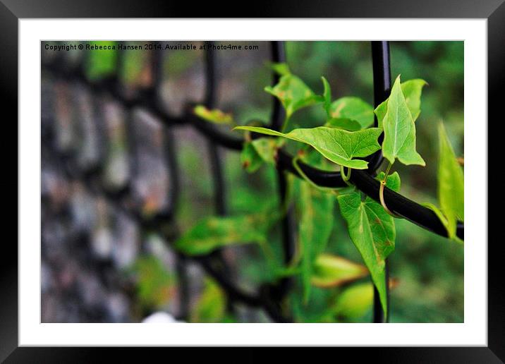  Morning Glory Leaves on Fence Framed Mounted Print by Rebecca Hansen