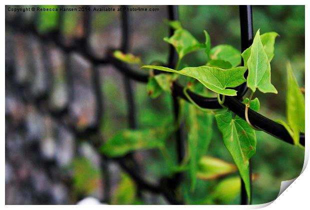  Morning Glory Leaves on Fence Print by Rebecca Hansen