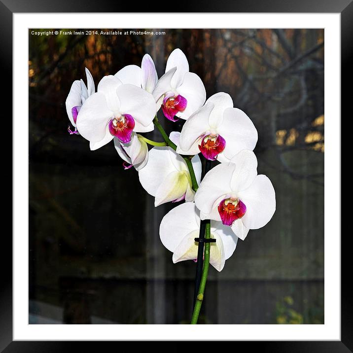  Beautiful White Phalaenopsis Orchid Framed Mounted Print by Frank Irwin