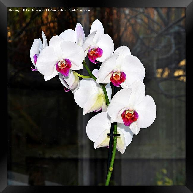  Beautiful White Phalaenopsis Orchid Framed Print by Frank Irwin