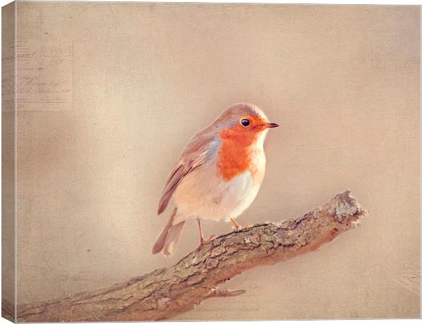  Robin Redbreast Canvas Print by Dawn Cox