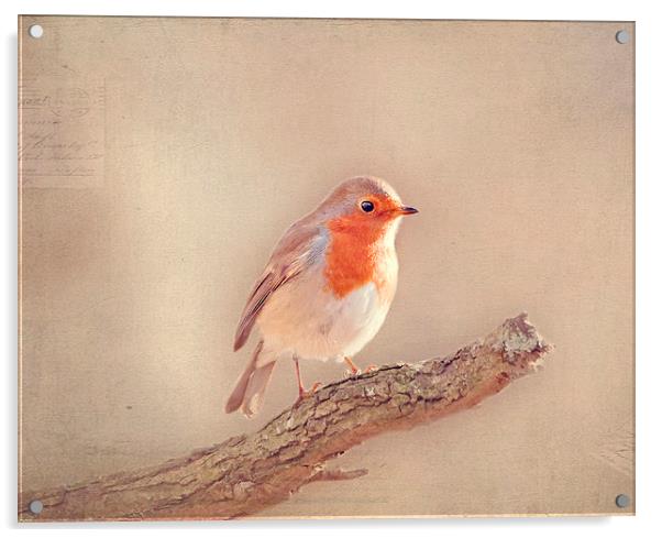  Robin Redbreast Acrylic by Dawn Cox