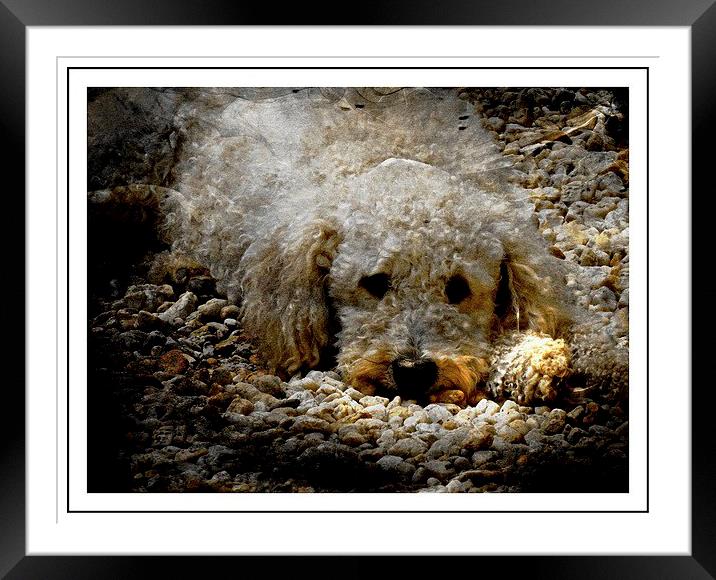  Please take me home Framed Mounted Print by sylvia scotting
