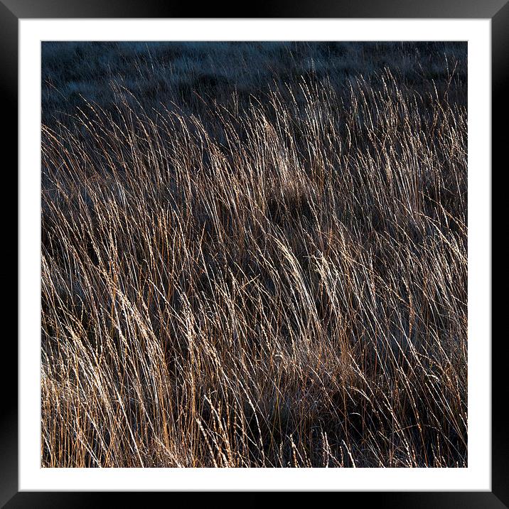  Moorland grass abstract Framed Mounted Print by Andrew Kearton
