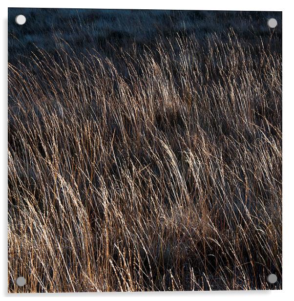  Moorland grass abstract Acrylic by Andrew Kearton