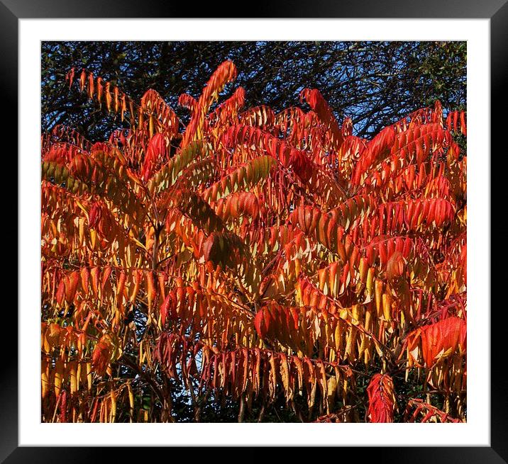  Autumn ablaze Framed Mounted Print by Stephen Prosser