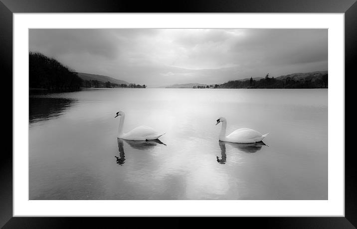 Majestic Swans Glide on Coniston Water Framed Mounted Print by Rick Bowden