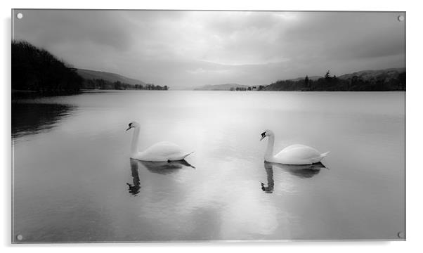 Majestic Swans Glide on Coniston Water Acrylic by Rick Bowden