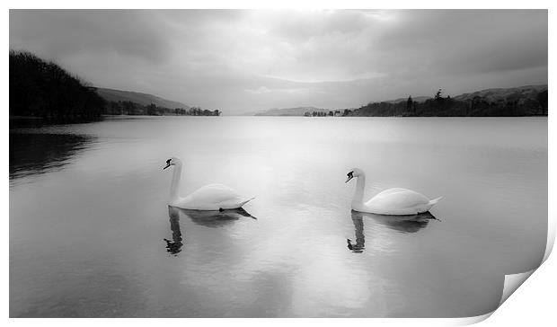 Majestic Swans Glide on Coniston Water Print by Rick Bowden