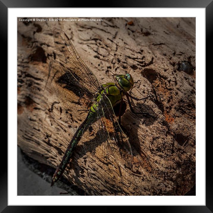  Dragon Fly Framed Mounted Print by Stephen Silk
