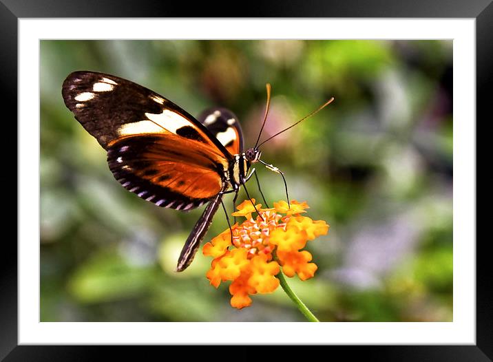  Colourful Butterfly Framed Mounted Print by Gary Kenyon
