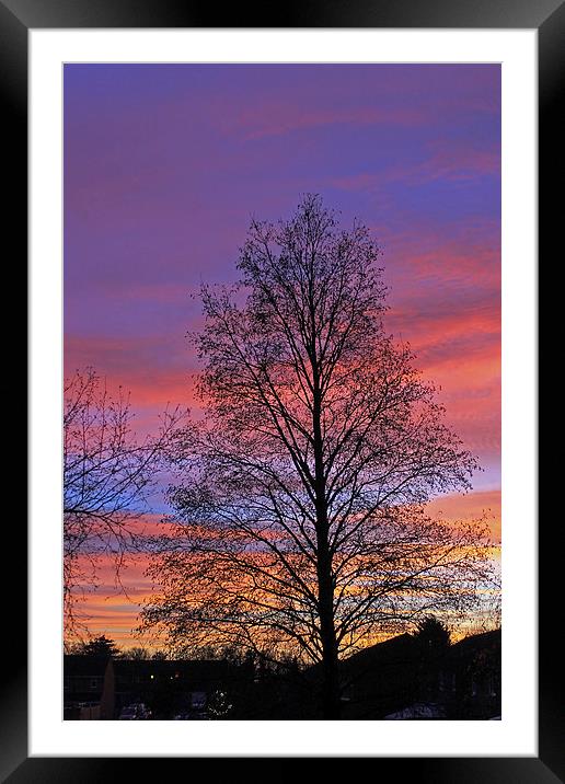 Silhouette of Tree Framed Mounted Print by Tony Murtagh
