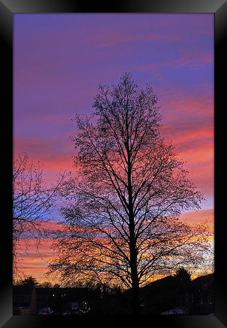 Silhouette of Tree Framed Print by Tony Murtagh
