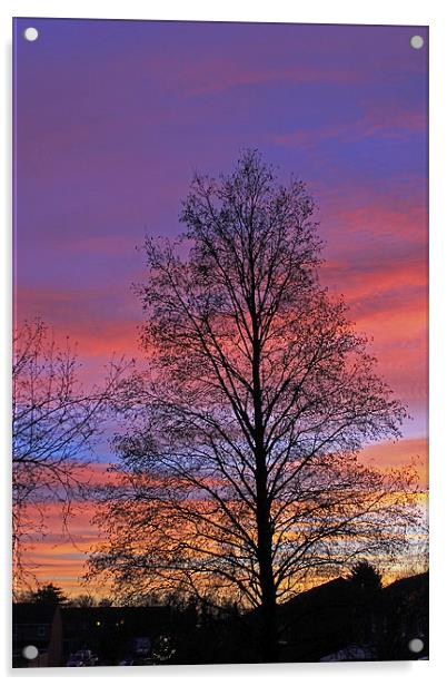 Silhouette of Tree Acrylic by Tony Murtagh